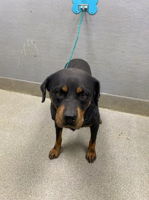 A young large-sized female Rottweiler dog named April for adoption in Las Vegas, NV