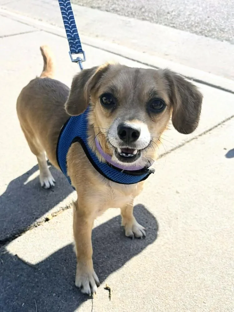 An adult small-sized female Chihuahua dog named Tiny for adoption in Evergreen, CO