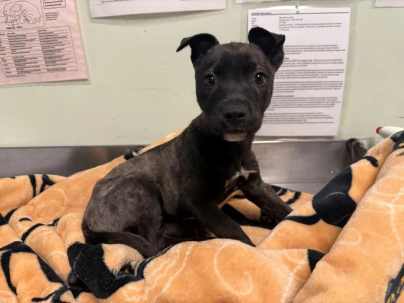 A baby small-sized female Terrier dog named Genie for adoption in Santa Cruz, CA