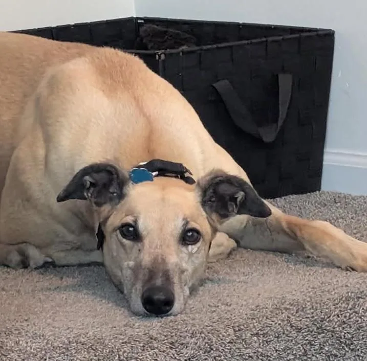 An adult large-sized female Golden Greyhound dog named Dreamy for adoption in Coon Rapids, MN