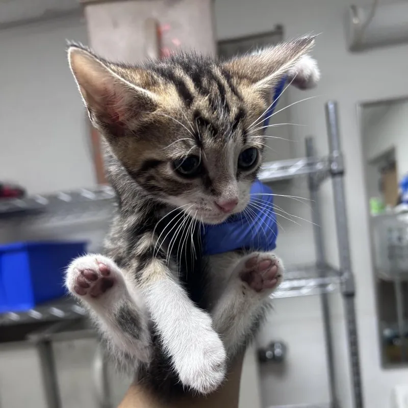 A baby small-sized male Brown / Chocolate Domestic Short Hair cat named Nathaniel for adoption in Philadelphia, PA