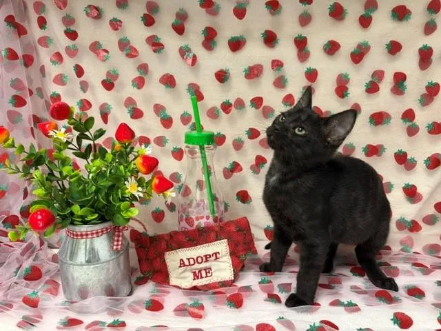 A baby small-sized male Domestic Short Hair cat named Marvin for adoption in Fairfield, CA
