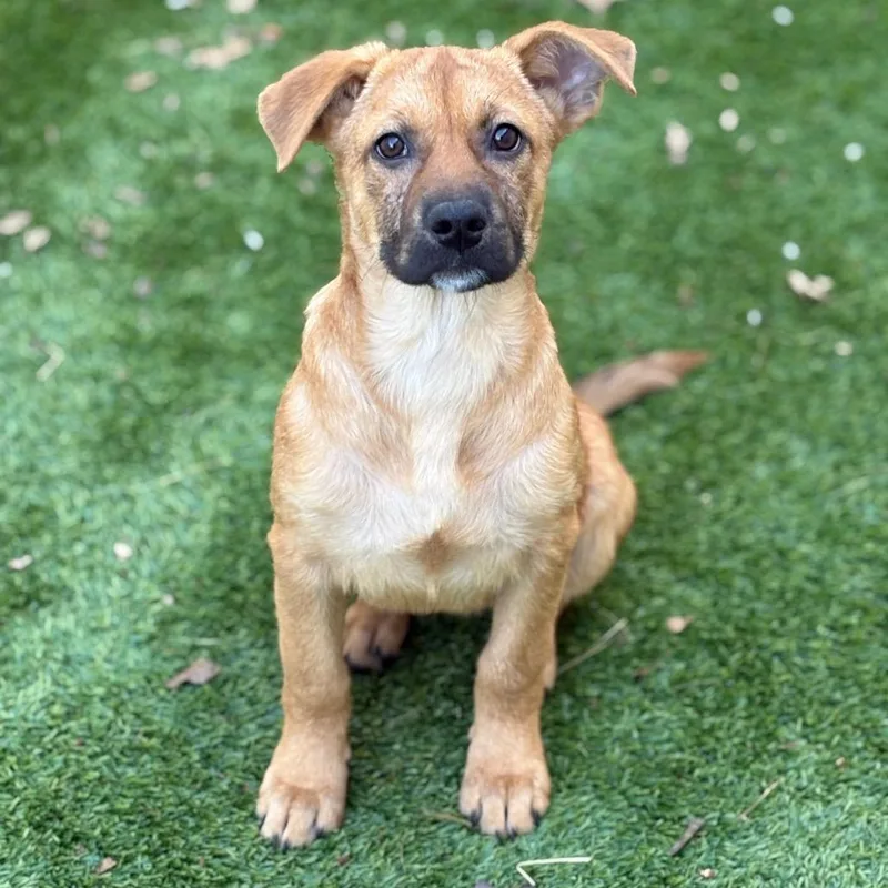 A baby small-sized female Brown / Chocolate Mixed Breed dog named Maple for adoption in Bedford, NH