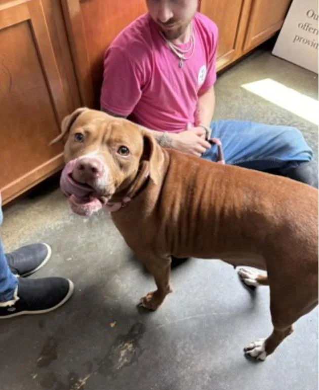 An adult medium-sized female Red / Chestnut / Orange Mixed Breed dog named Squeaks for adoption in Terre Haute, IN