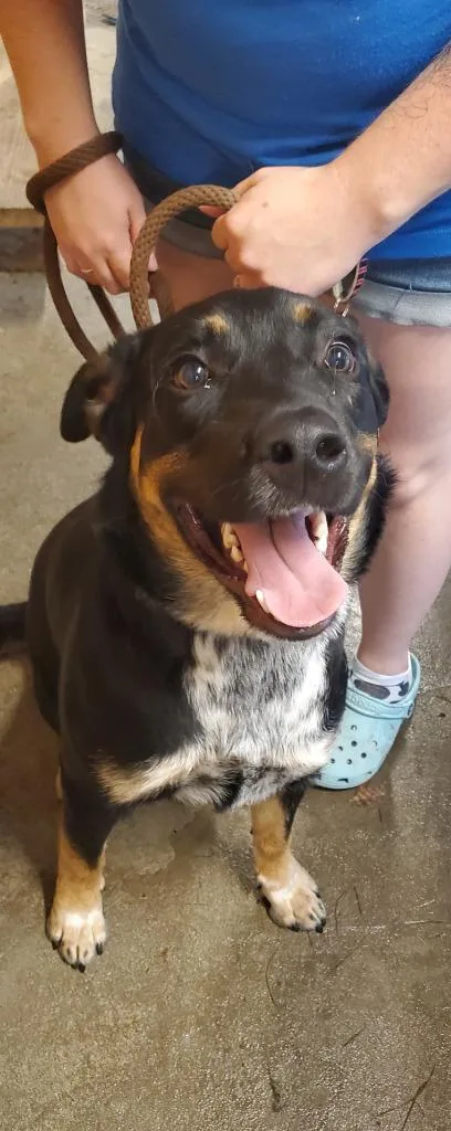An adult medium-sized male Australian Shepherd dog named Archer for adoption in Glenfield, NY