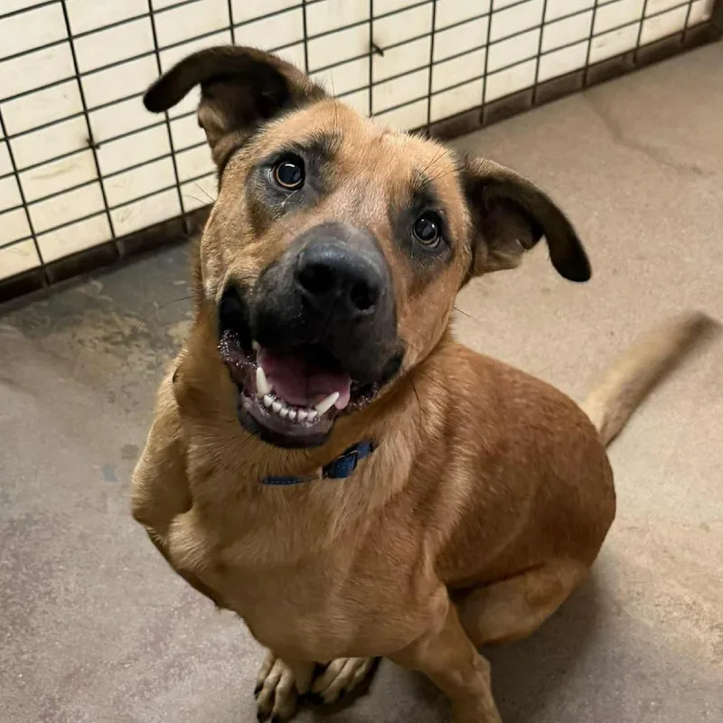 Kuchi Kopi thumbnail 2