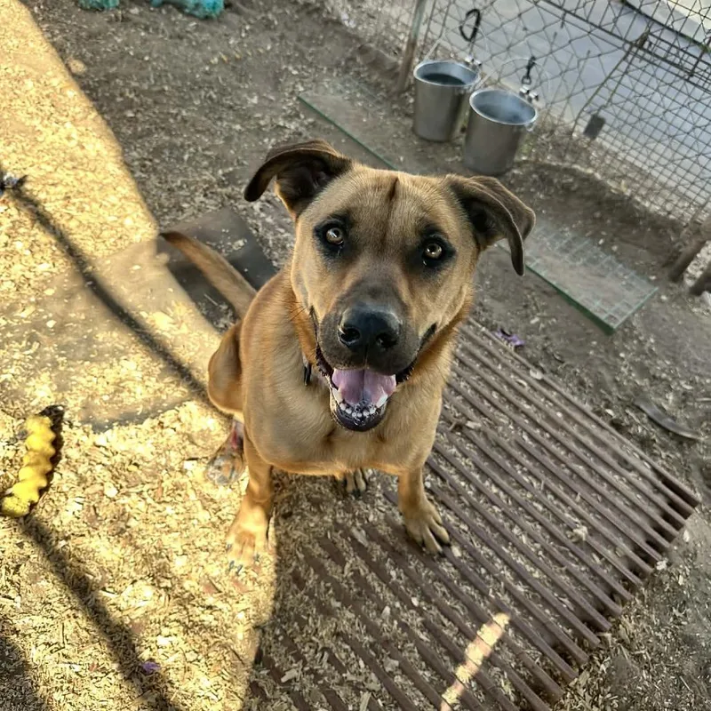 Kuchi Kopi thumbnail 3