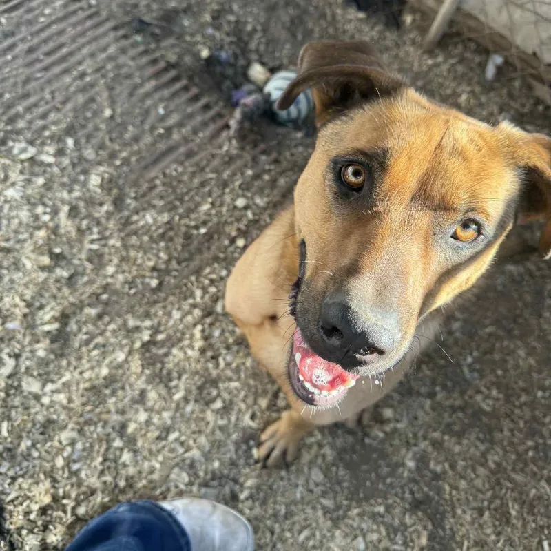 Kuchi Kopi thumbnail 4