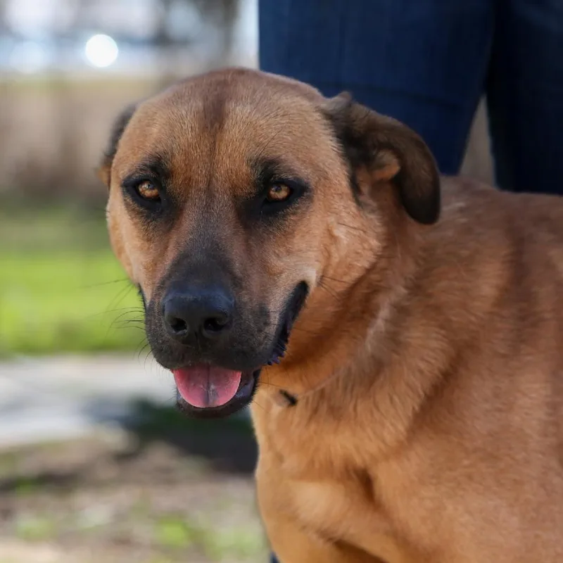 Kuchi Kopi thumbnail 5