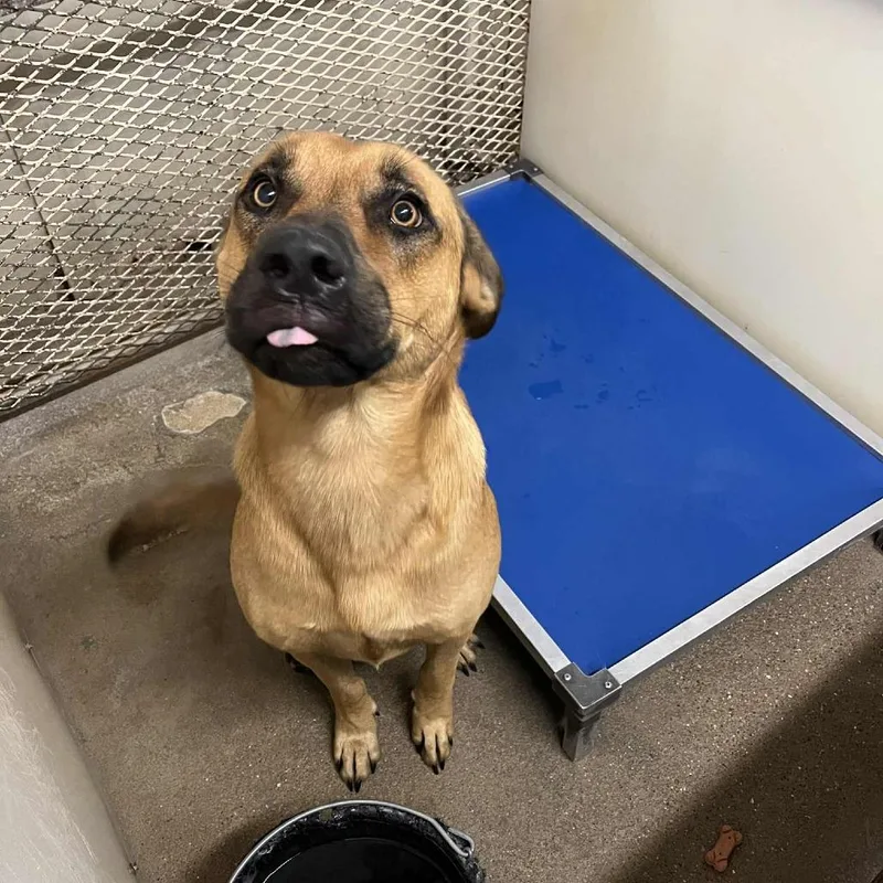 Kuchi Kopi thumbnail 6