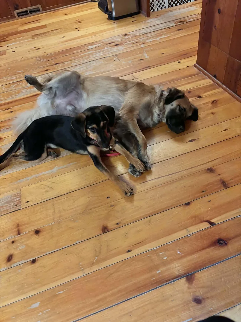 A young small-sized female Dachshund dog named Gertie for adoption in Monticello, NY