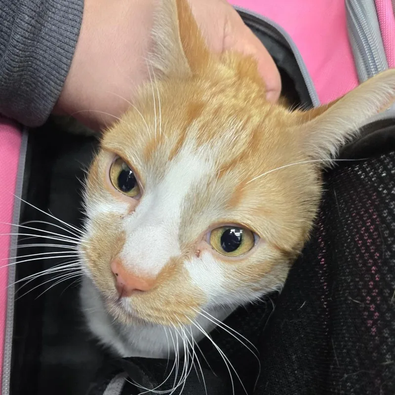 An adult large-sized female Orange / Red Domestic Short Hair cat named Chloe for adoption in Newark, NJ
