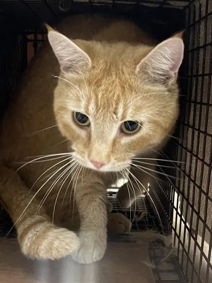 An adult large-sized male Domestic Short Hair cat named Chicken Fajita for adoption in San Antonio, TX
