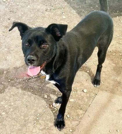 An adult large-sized male Black Mixed Breed dog named Bram for adoption in Georgetown, TX