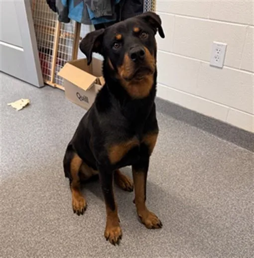 A young large-sized female Rottweiler dog named Arlene for adoption in Toledo, OH