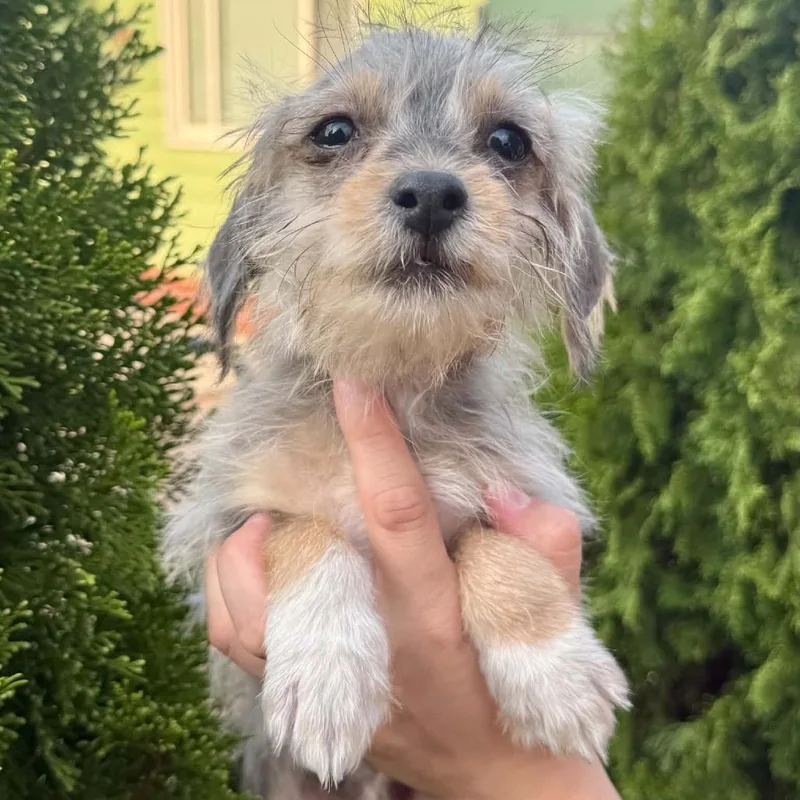 Milo