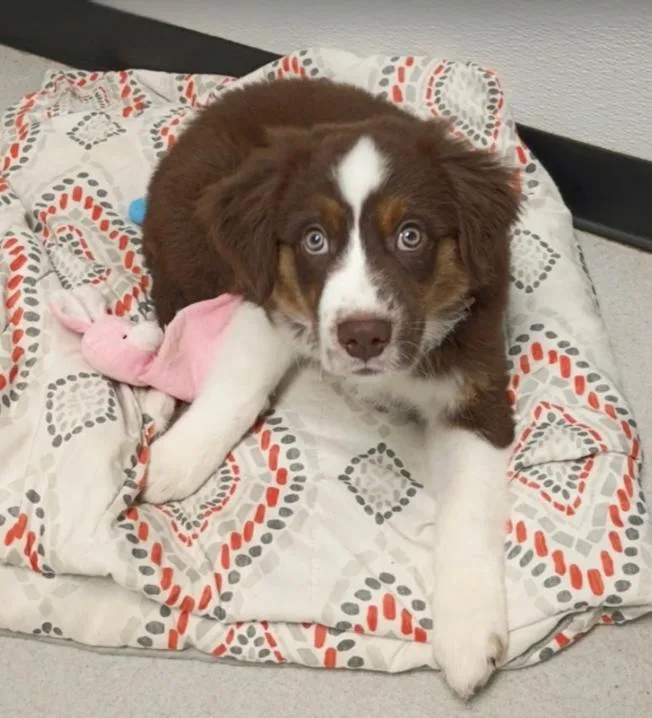 A baby medium-sized male Australian Shepherd dog named Bear WilderBuddy for adoption in Arlington, TX