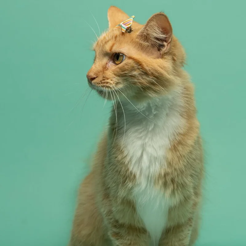 Cyndi Pawper