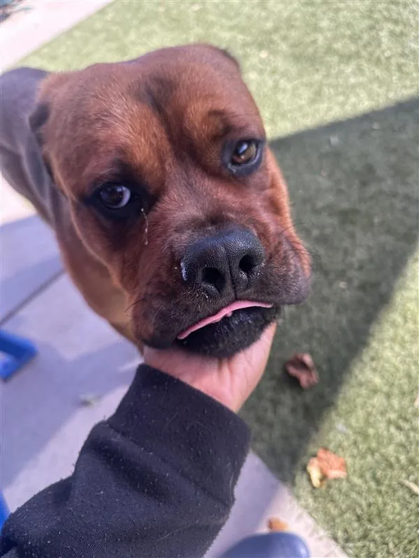 An adult medium-sized male Cane Corso dog named Rocky for adoption in Elk Grove, CA