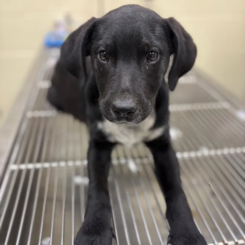 A baby small-sized male Gray / Blue / Silver Mixed Breed dog named Donte for adoption in Columbus, GA