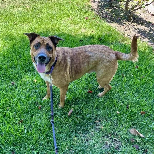 An adult large-sized female Black Mouth Cur dog named Lily for adoption in Oceanside, CA