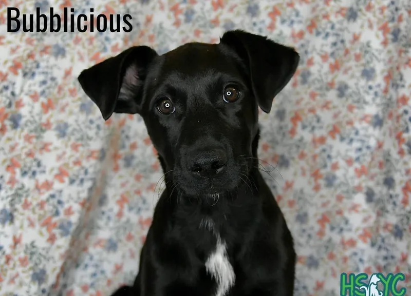 A baby medium-sized female Labrador Retriever dog named Bubblicious for adoption in Fort Mill, SC