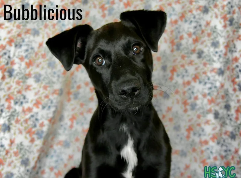 Bubblicious thumbnail 2