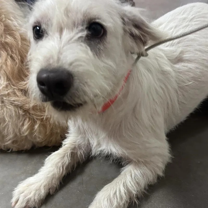 An adult small-sized male White / Cream Terrier dog named Starlord for adoption in Yuma, AZ