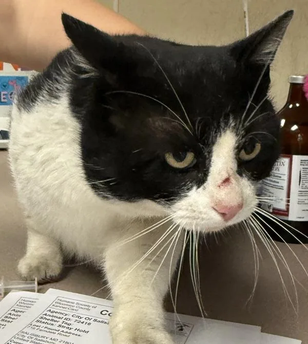 An adult small-sized male Domestic Short Hair cat named Yak for adoption in Salisbury, MD