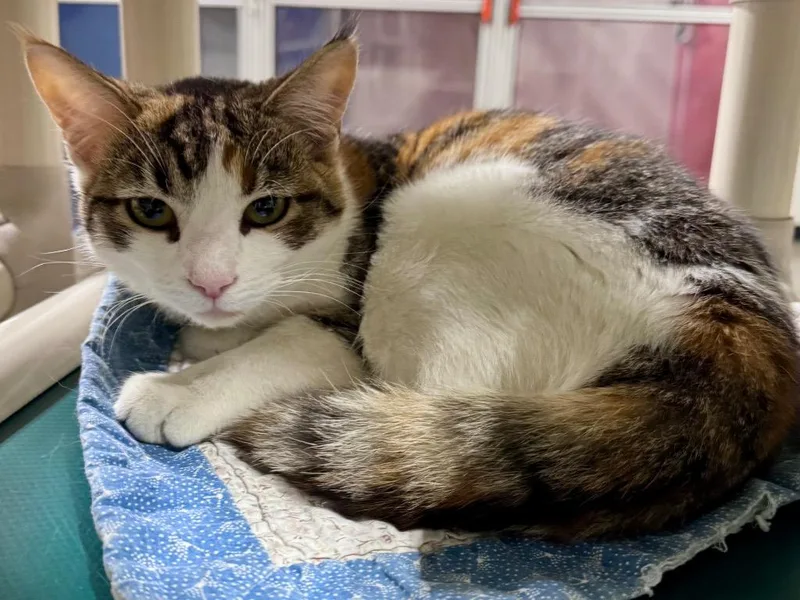 A young small-sized female Dilute Calico cat named Waverleigh for adoption in Powell, OH