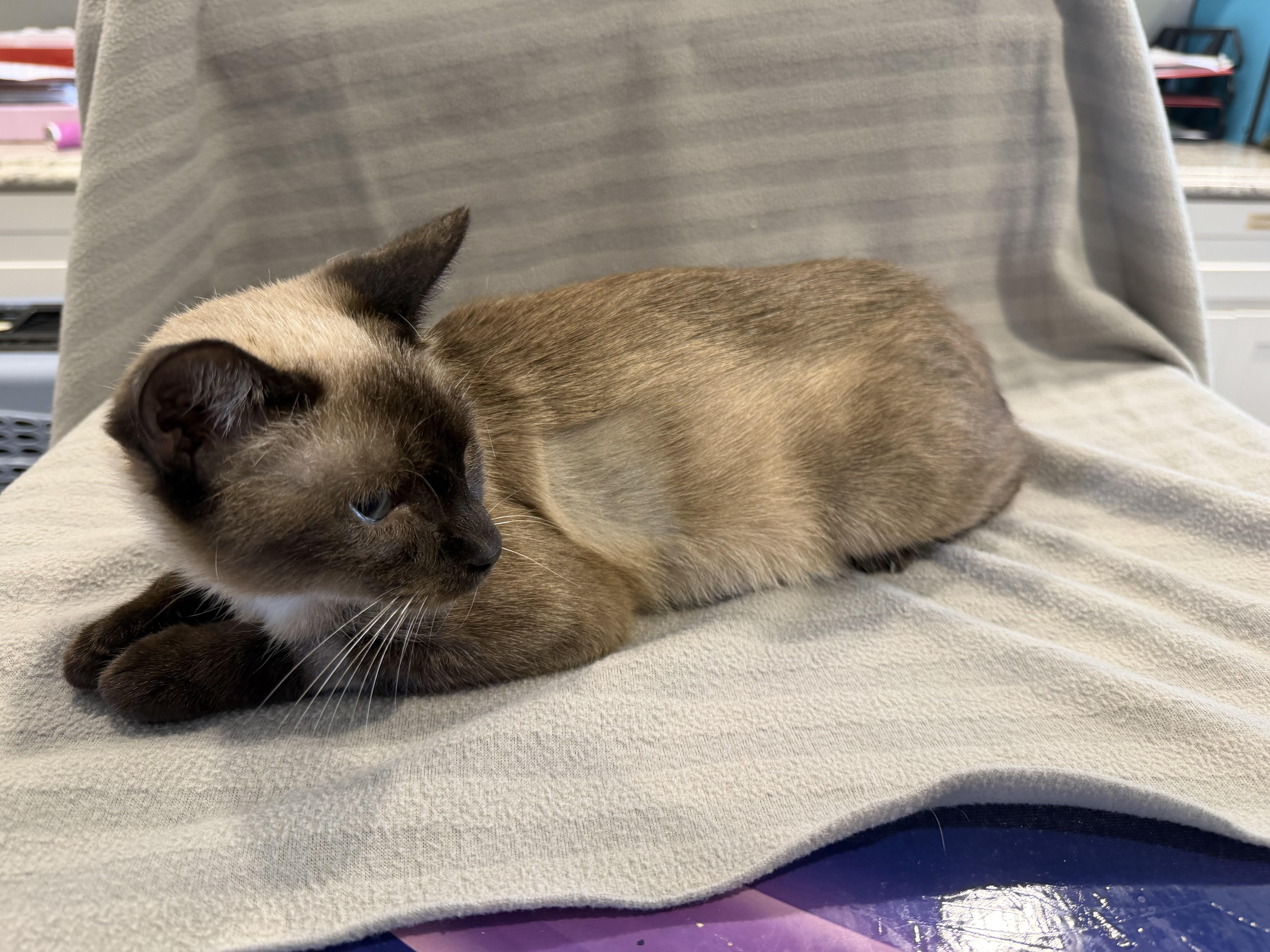 A young medium-sized female Siamese cat named Simone for adoption in Bloomsdale, MO