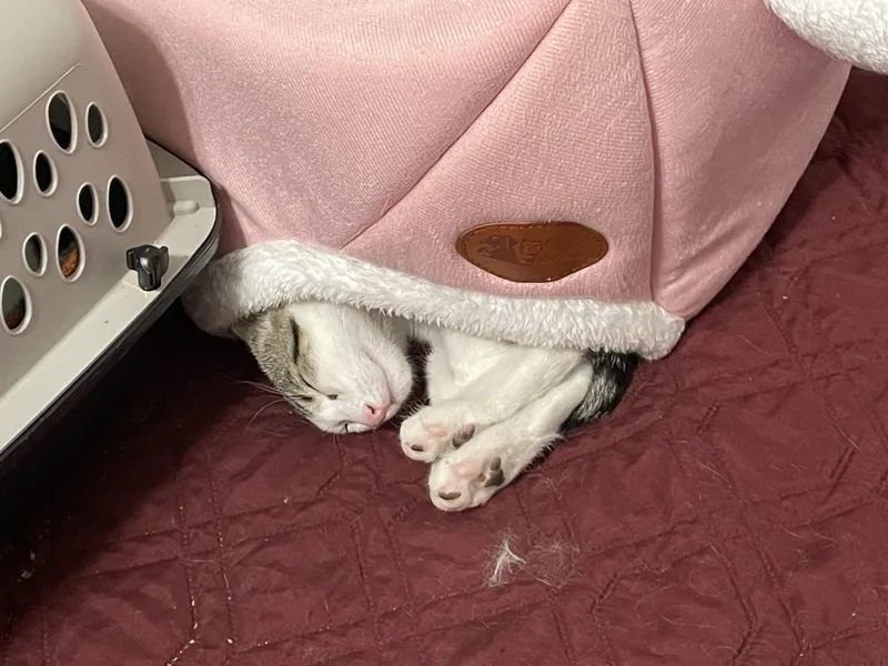 Jalapeno & Habanero thumbnail 3