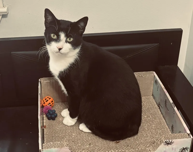 Jalapeno & Habanero thumbnail 4