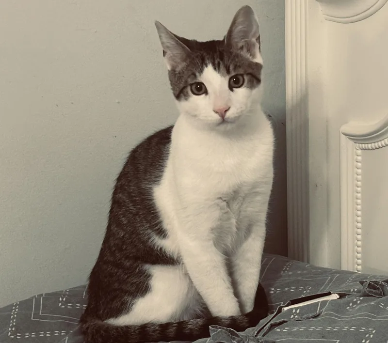 Jalapeno & Habanero thumbnail 5