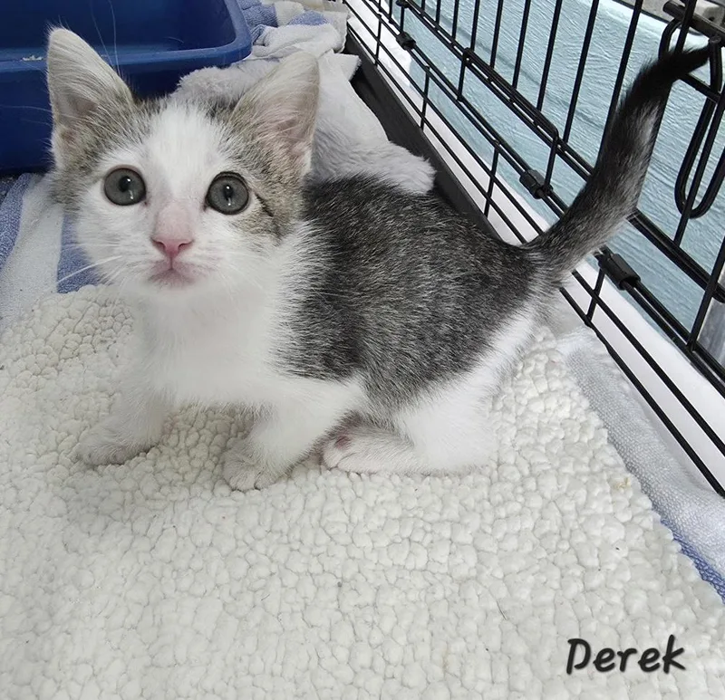 A young medium-sized male Domestic Short Hair cat named Derek for adoption in Key Largo, FL