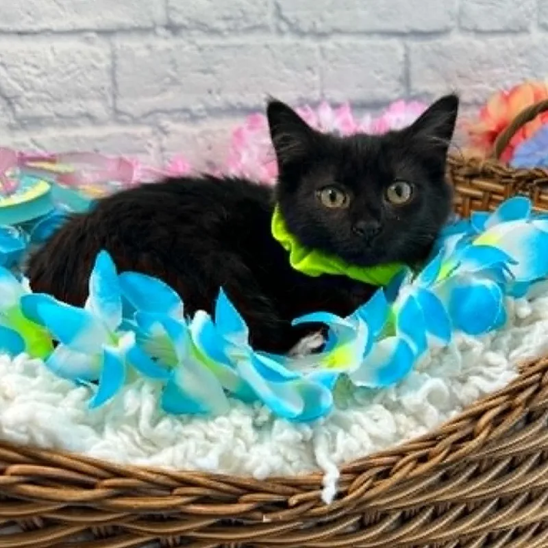A baby small-sized male Black Domestic Short Hair cat named Bug for adoption in Harrisonburg, VA