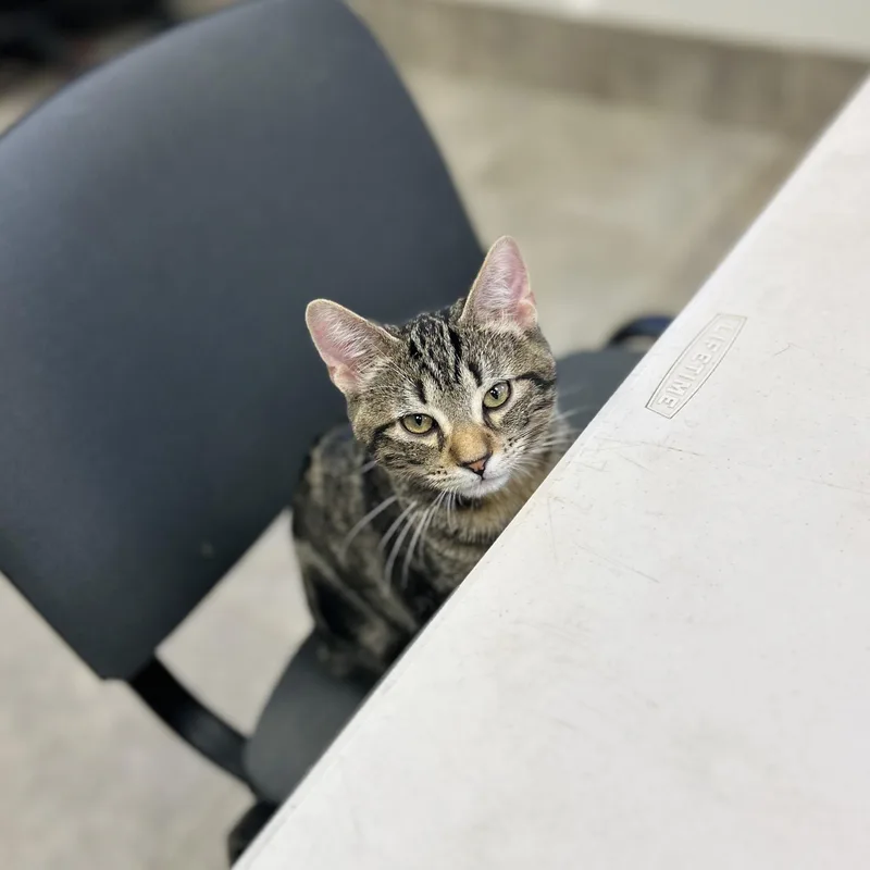 A baby small-sized male American Shorthair cat named Mushroom for adoption in Seguin, TX