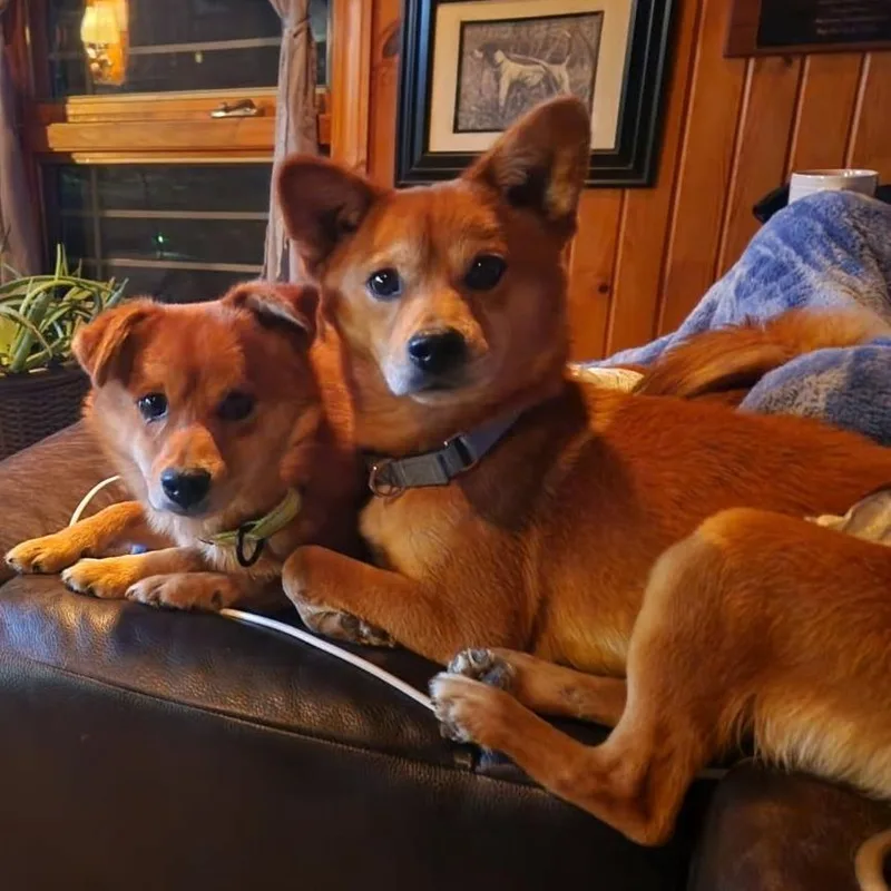 An adult small-sized male Shiba Inu dog named Dane for adoption in Rogersville, MO