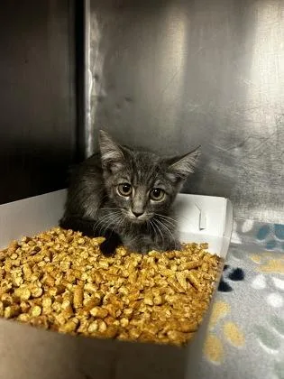 A baby small-sized female Domestic Short Hair cat named 61579490 for adoption in El Paso, TX
