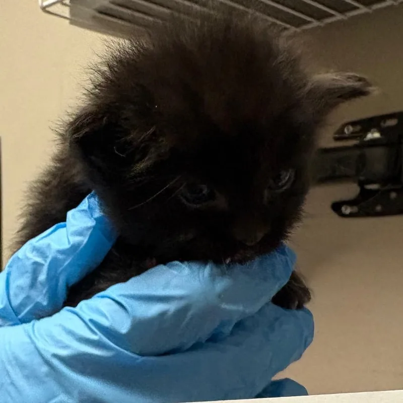 A baby small-sized male Black Domestic Short Hair cat named Jack for adoption in Yuma, AZ
