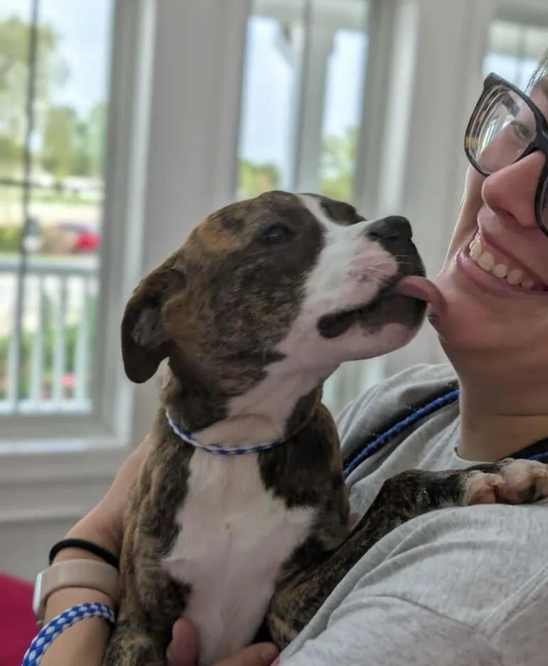 A young small-sized male Boston Terrier dog named Tiger for adoption in O'Fallon, MO