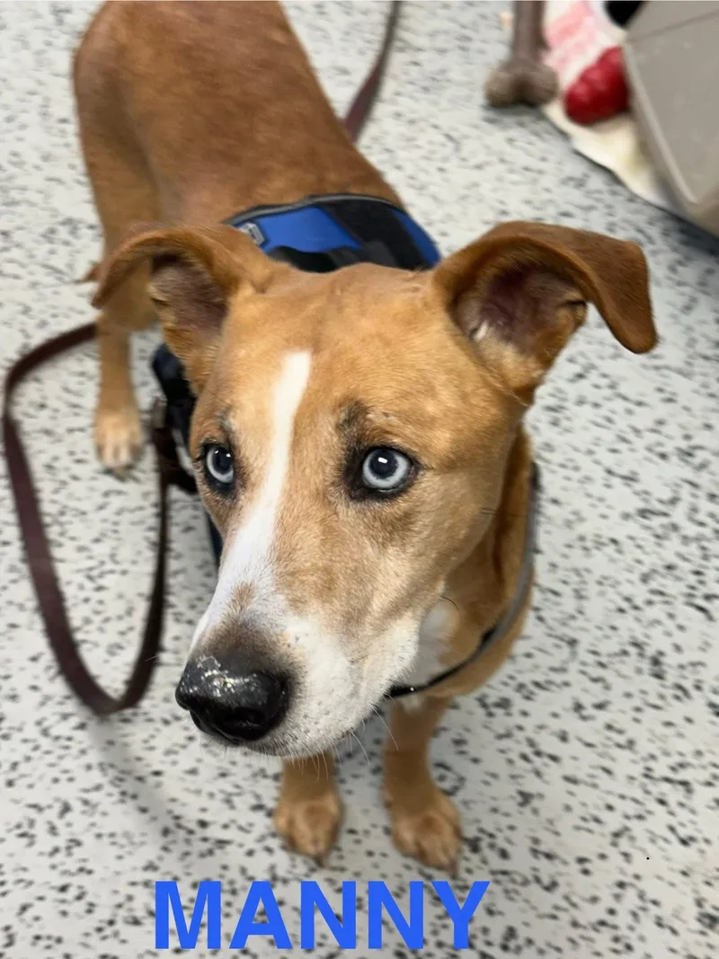 A senior medium-sized male Brown / Chocolate Hound dog named Manny for adoption in Bellaire, MI