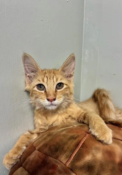 A baby medium-sized male Domestic Medium Hair cat named Bowser for adoption in Picayune, MS