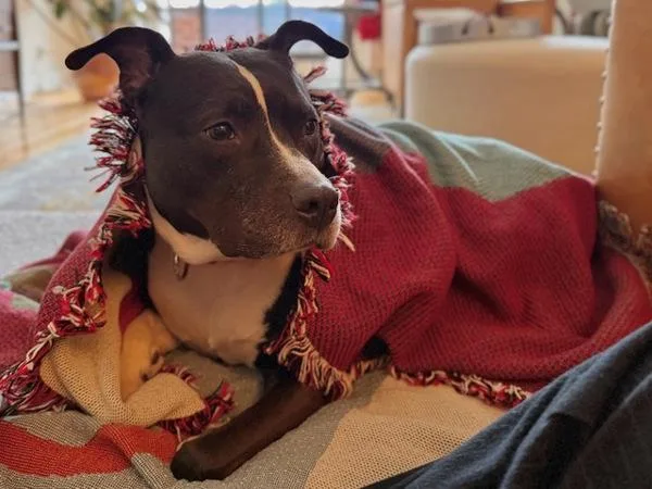 An adult large-sized female Mixed Breed dog named Erica for adoption in New York, NY
