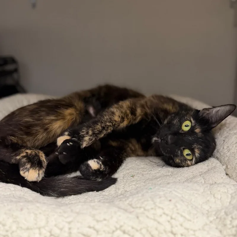 A young small-sized female Tortoiseshell Domestic Short Hair cat named Carter for adoption in Pacific Palisades, CA