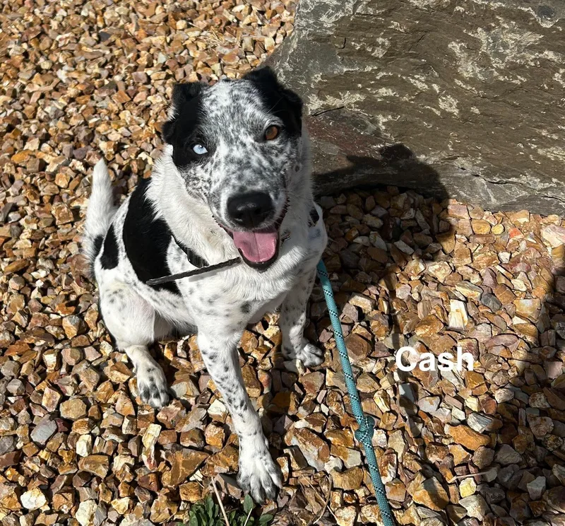 A young medium-sized male Australian Cattle Dog / Blue Heeler dog named Cash for adoption in Prineville, OR