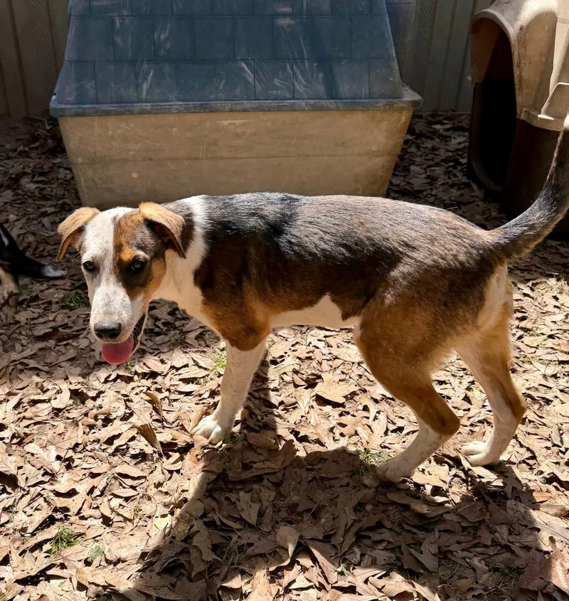 A baby medium-sized male Border Collie dog named Pretty Boy for adoption in Gilmer, TX