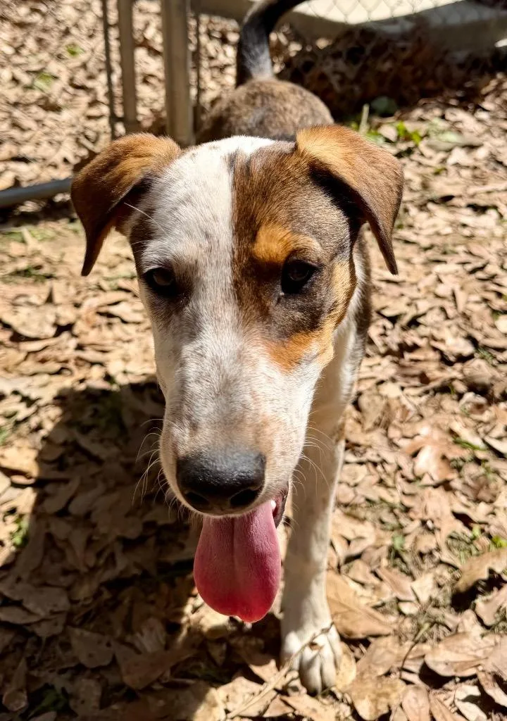 Pretty Boy thumbnail 3