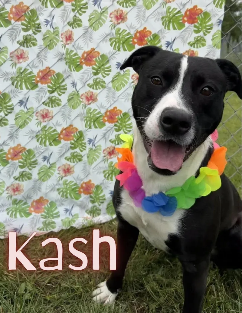 Kash