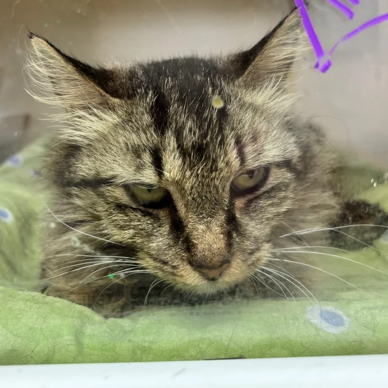 An adult small-sized female Brown / Chocolate Domestic Long Hair cat named Remedy for adoption in Hinesville, GA